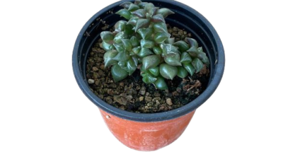 송플랜트 써보니, 후회는 절대 없어요! ✨